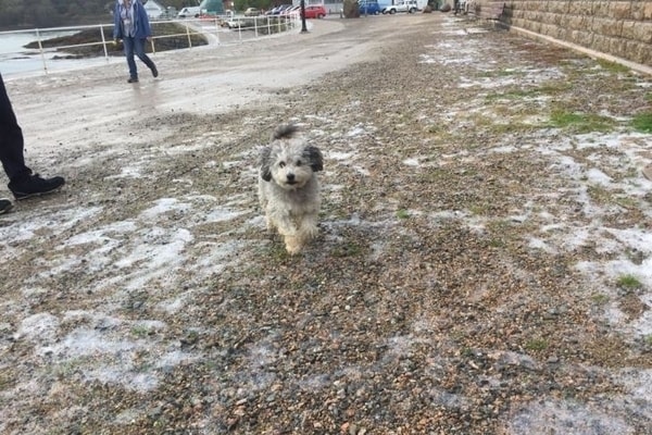 foamstream dog