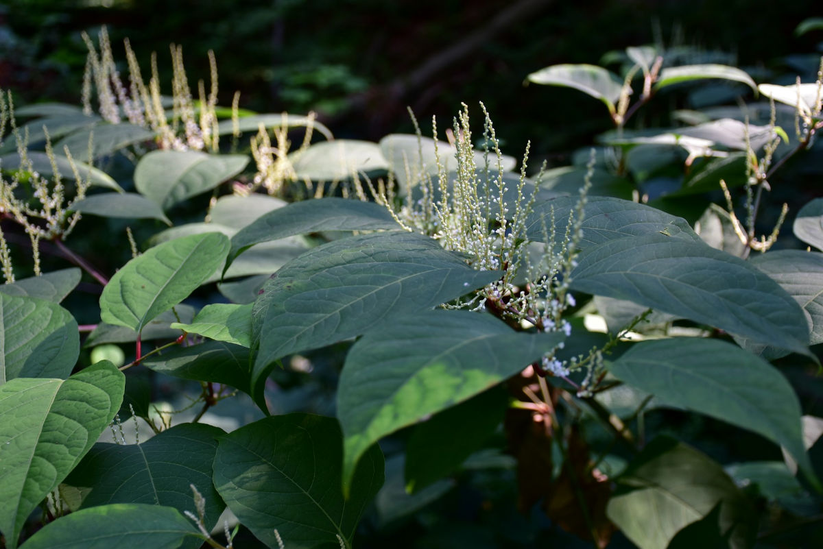 How to remove Japanese Knotweed from your garden (and why you need to!)