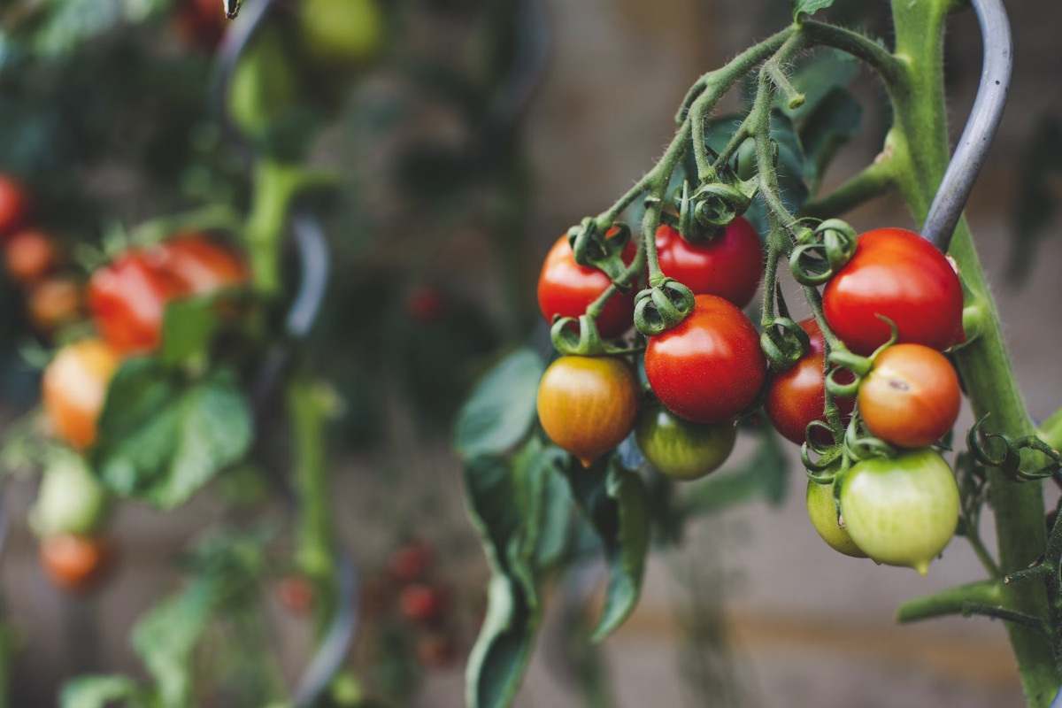Worst Foods for Pesticides in the UK - and How to Avoid Them