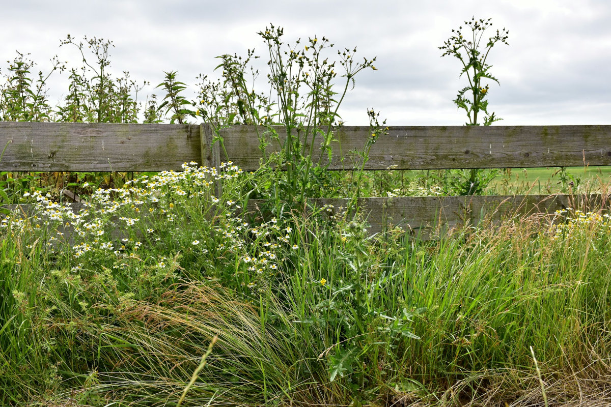 Brighton MP Introduces Bill in Parliament to Ban Local Councils from using Pesticides